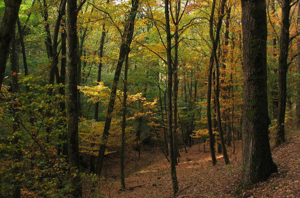 Bosco Di Suzzara Scopri L Oasi Wwf Ecosostenibile In Lombardia