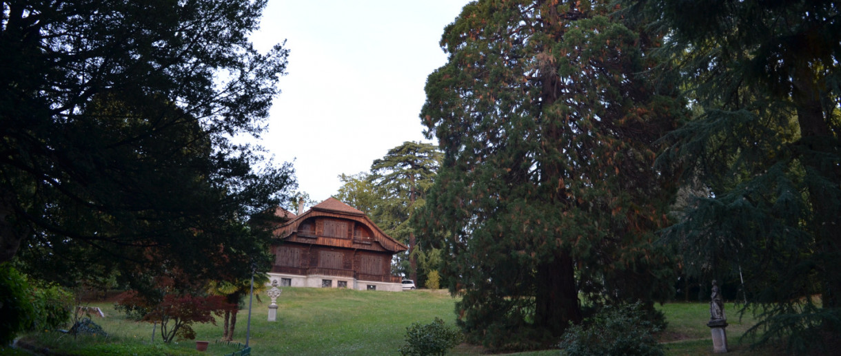 The Sequoia of Villa Baragiola