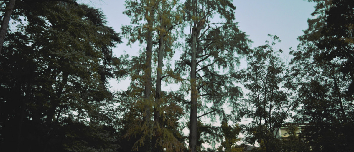 I Cipressi Calvi di Parco Marenzi