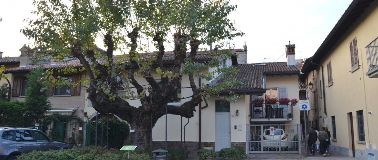 The Mulberry Tree of Cassano d'Adda