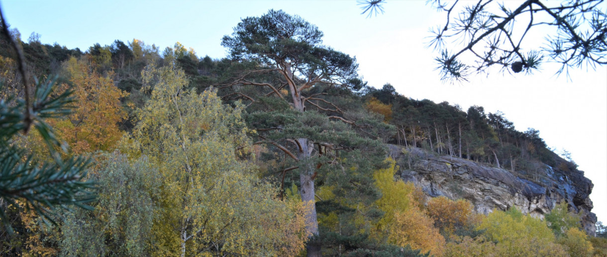 The Scots Pine of Paspardo