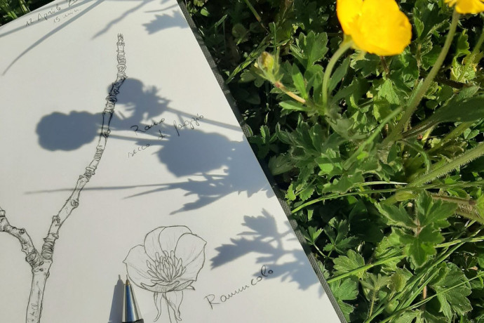 Disegnare i fiori delle nostre montagne