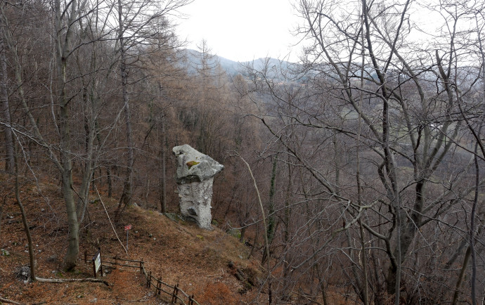 Fungo di Terra a Rezzago in bosco autunnale