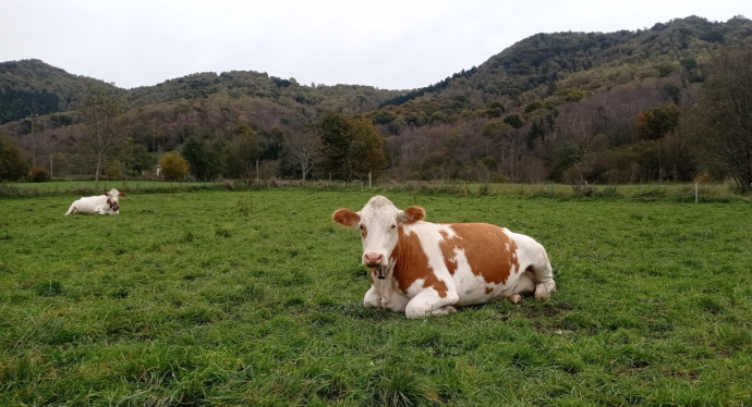 Bovini che pascolano in montagna 