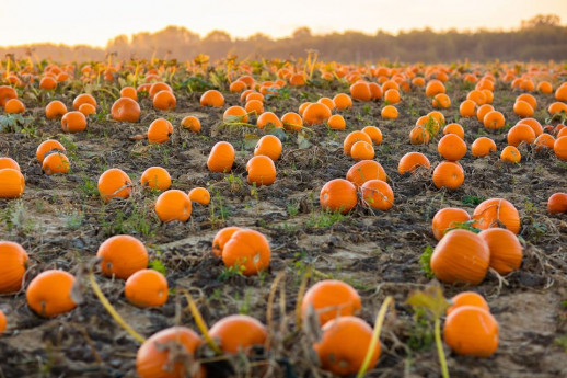 Pumpkin Patch, il Villaggio delle Zucche