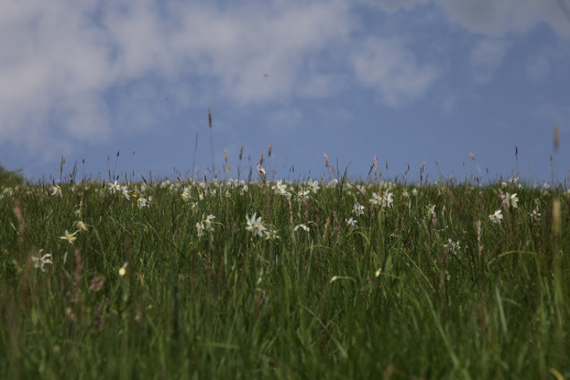 Fioritura nel mese di maggio di candidi narcisi