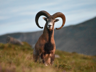 La fauna del Monte Farno