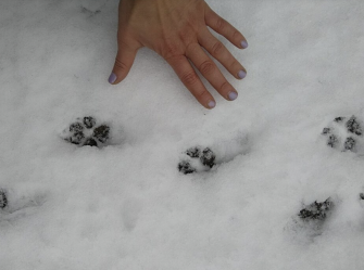 In cerca di selvatici nel bosco