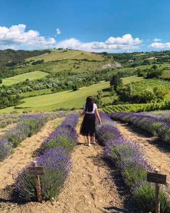 Discovering the lavender fields in Oltrepò Pavese