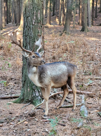 Il bosco dei daini