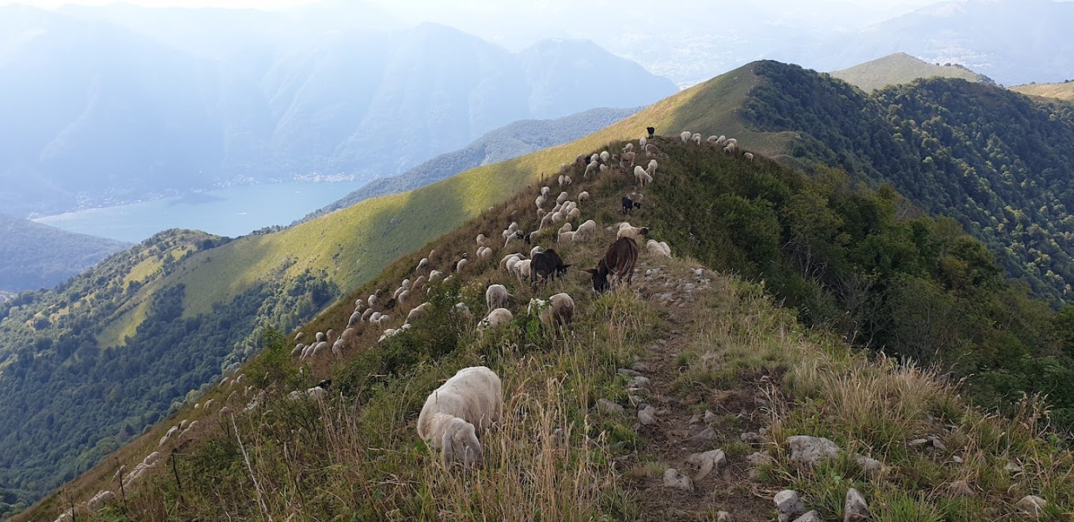 Gregge di pecore sul Monte S. Primo