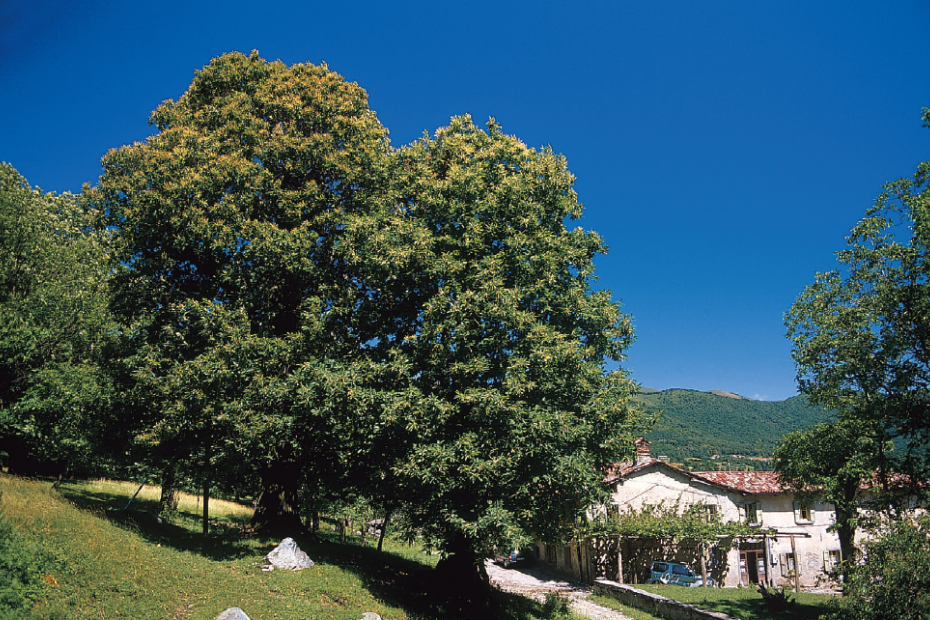 Un florido castagno di fronte alla cascina