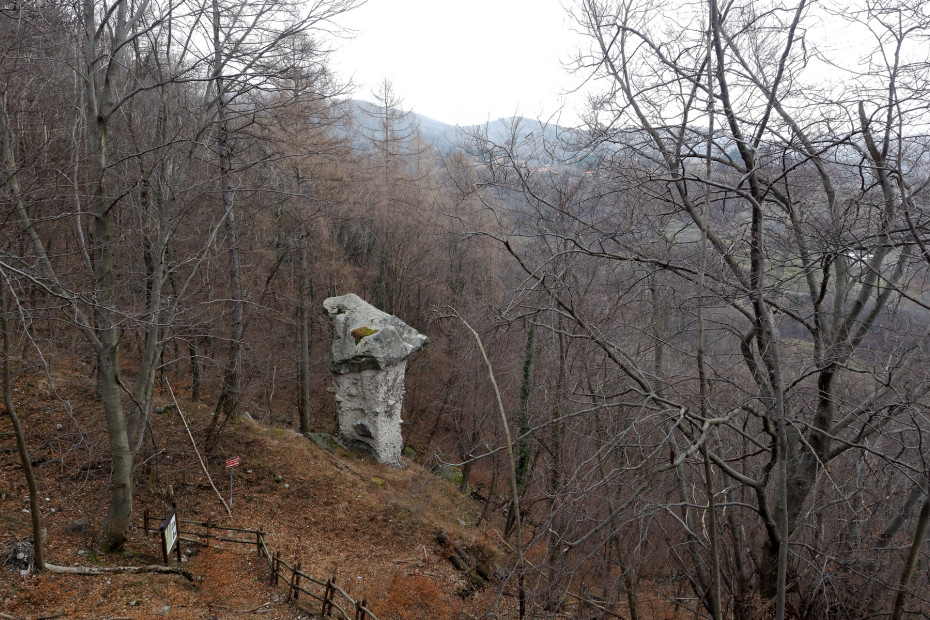 Fungo di Terra in bosco autunnale