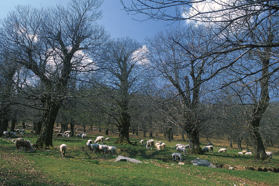 Pecore brucano nel bosco in primavera