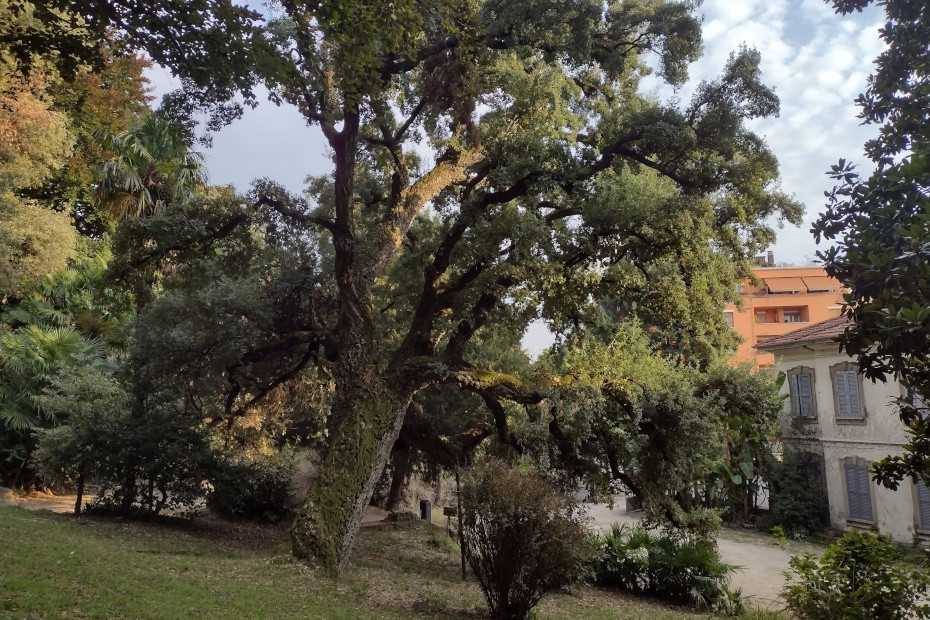 The Cork Oak of Villa Augusta