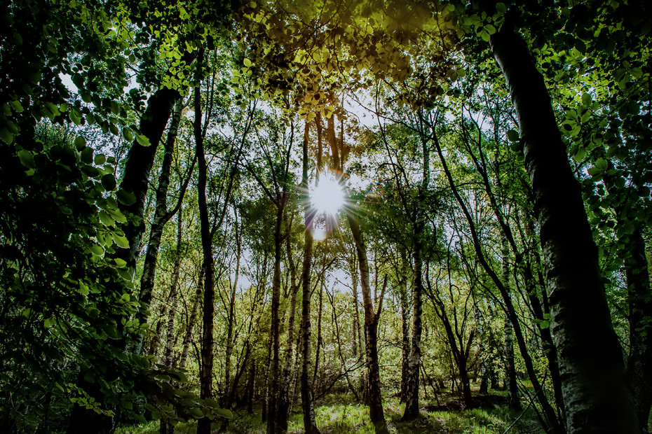 Verdeggiante bosco alla Colma