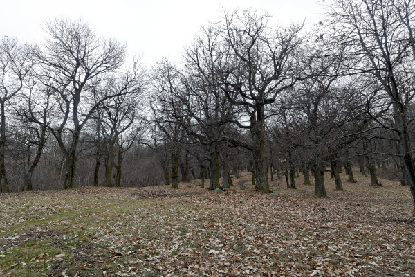 Alberi spogli in novembre