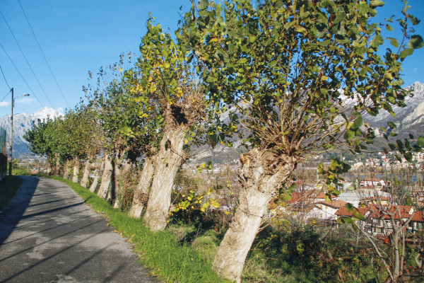 Monte di Brianza da Calolziocorte