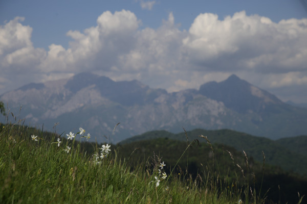 Stupendo panorama sulle montagne con letto di narcisi