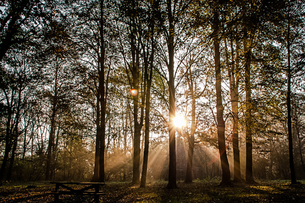 Il sole fra gli alberi di noce vicino al Santuario della Madonna di Campoè