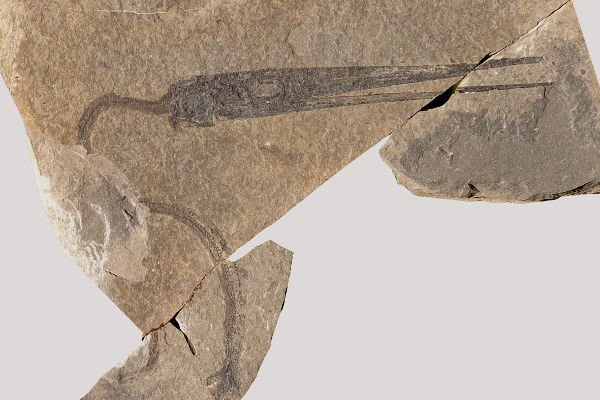 Fossile di Saurichthys 